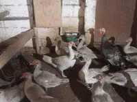 Ducks — photo 2