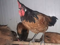 वोर्फ़वर्क — फ़ोटो 5