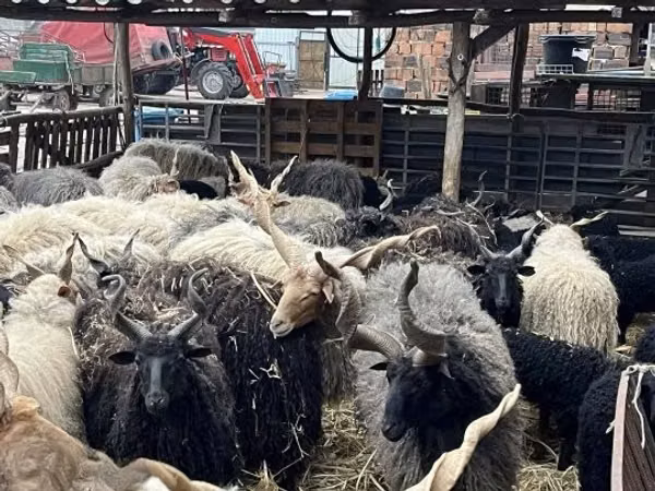 भेड़ें (लॉट, लिंग निर्दिष्ट नहीं), Racka sheep