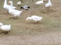 Geese — foto 1