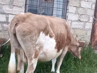 Cow, Azerbaijani zebu — photo 4