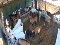 Ziege, Saanen goat — Foto 3