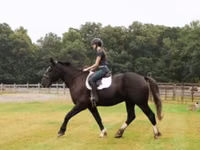 Hengst, Percheron — Foto 6