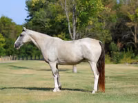 母马, Skyros Pony — 照片 2