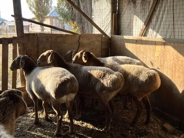 Schaf, Arashan sheep
