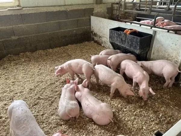 Schweine (Partie, Geschlecht nicht angegeben), 