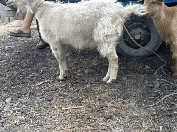 Cabra, Cabras