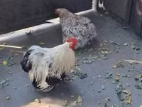 Pekin-Zwerg — Foto 6