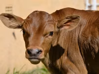 मवेशी (लॉट, लिंग निर्दिष्ट नहीं), मवेशी — फ़ोटो 4