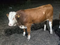 Toro, Swiss cattle — foto 3