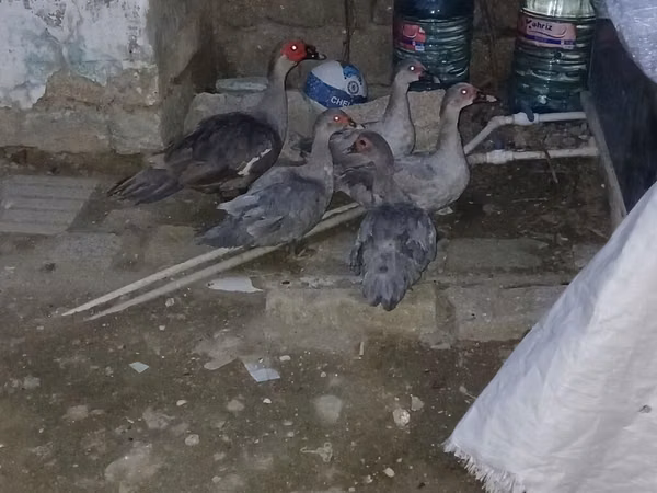 Domestic Muscovy