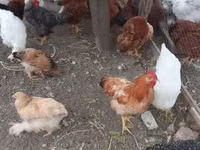 Brahma — Foto 4