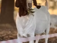बकरा, Boer goat — फ़ोटो 2