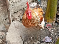 Shamo chickens — photo 2
