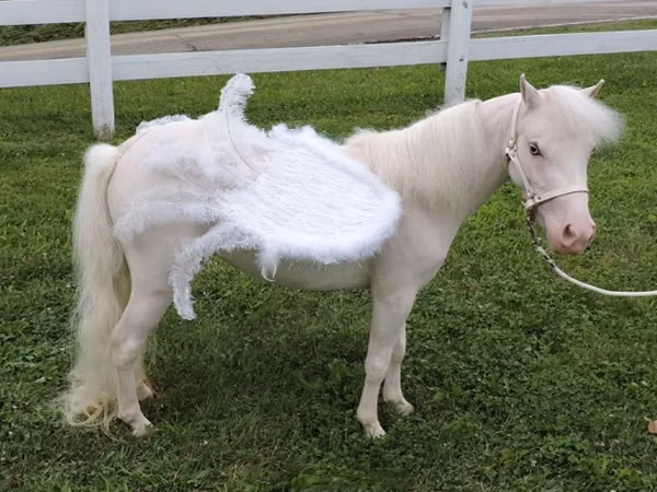 Stute, Miniature horse