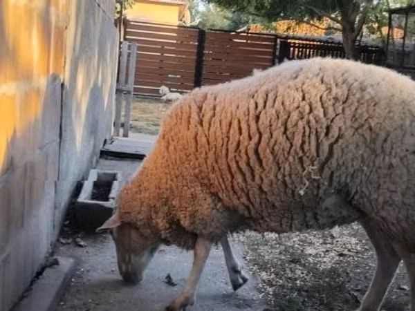 Schaf, Schafe