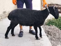 نعجة, Arabi sheep — الصورة 3