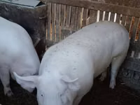 Boar — photo 4