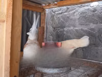 Chickens — Foto 4