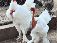 Turkeys — Foto 1