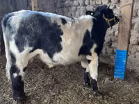 Bull, Belgian Blue — photo 3
