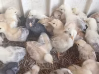 Chickens — Foto 7