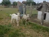 Ram, Merino sheep — photo 1