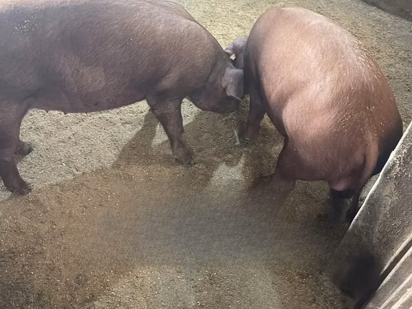 Schweine (Partie, Geschlecht nicht angegeben), 