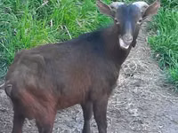 Cabra, Irish goat — foto 1