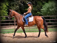 Mare, Standardbred — photo 2