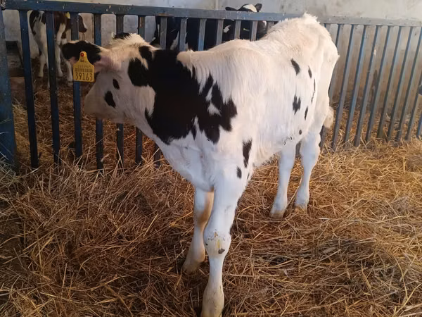 Toro, Russian Black pied cattle