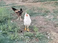 Gallina checa dorada veteada — foto 1