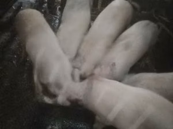 Pigs (batch, sex not specified), 