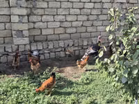 Chickens — foto 3