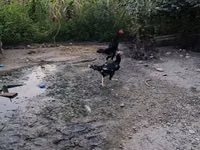 Chickens — Foto 2