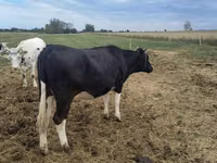 Vaca, Raza Holstein — foto 6
