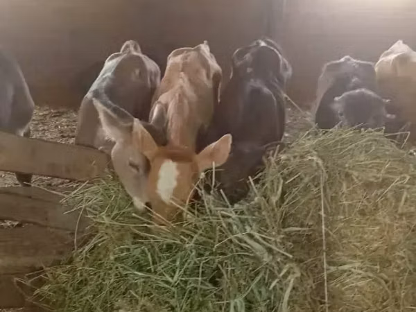 Toro, Ganado vacuno