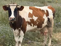 Cow, Cattle — photo 1