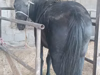 Mare, Horses — photo 2