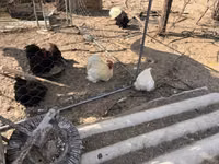 Bantam Pekín — foto 5
