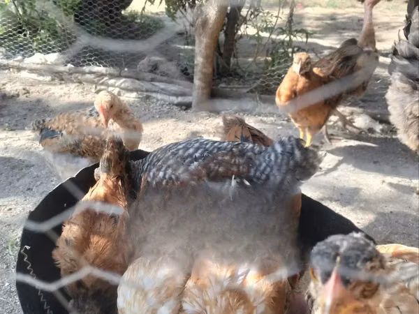 Shamo chickens