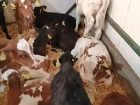 Cattle (batch, sex not specified), Simmental cattle — photo 7