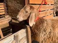 母羊, Arashan sheep — 照片 1