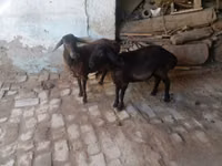 Billy Goat, Goats — photo 5