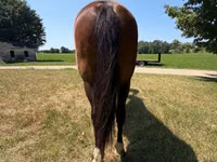 Horse (M), Horses — photo 6