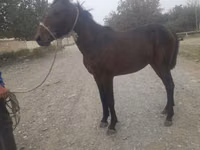 Horse (M), Horses — photo 1