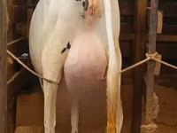 Vaca, Raza Holstein — foto 1