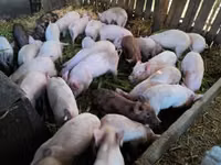 猪（批次，未指定性别）, Pigs — 照片 1
