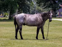 Horse (M), Quarter Horse — photo 4