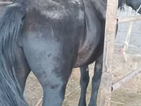 Mare, Horses — photo 1